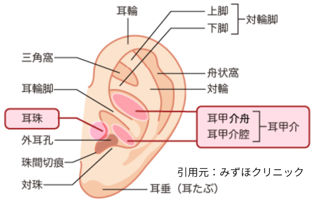 耳の部位解説図