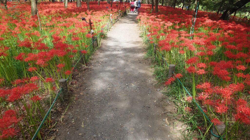 両脇に彼岸花が咲き誇る写真