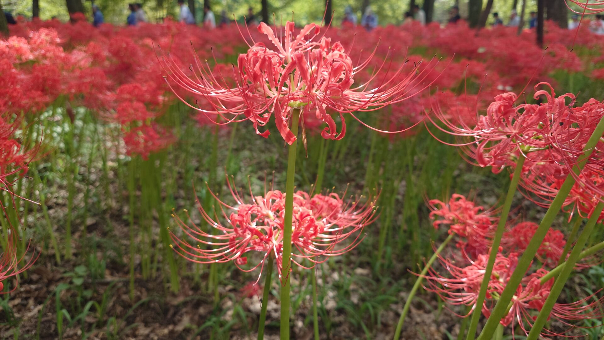 赤い彼岸花の画像